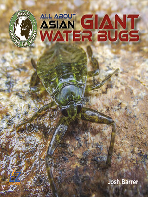 cover image of All About Asian Giant Water Bugs